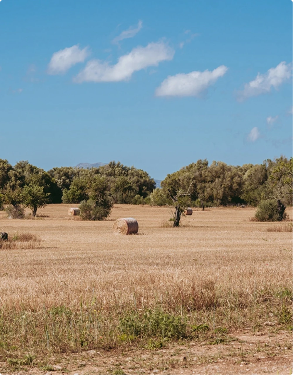 Un campo con fardos de paja y árboles.